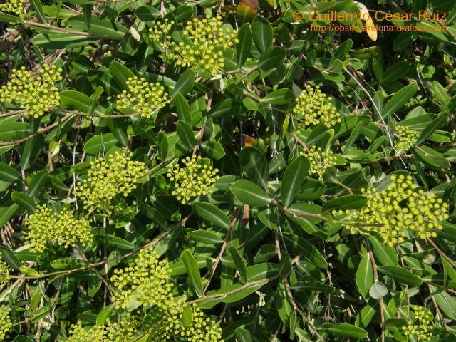 Adelfilla, Bupleurum fruticosum