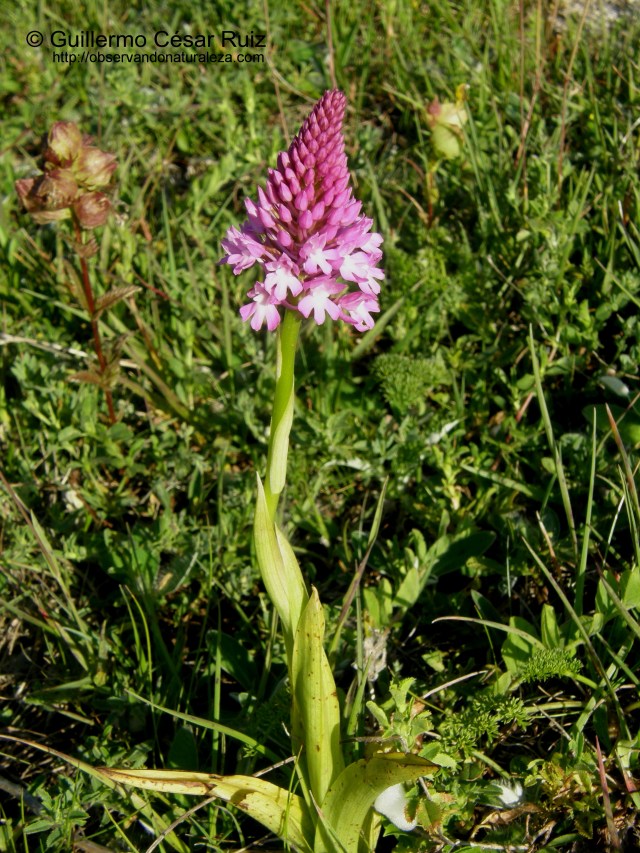 Anacamptis pyramidalis