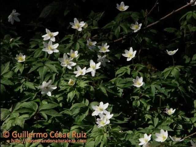 Llaberas o anémonas, Anemone nemorosa