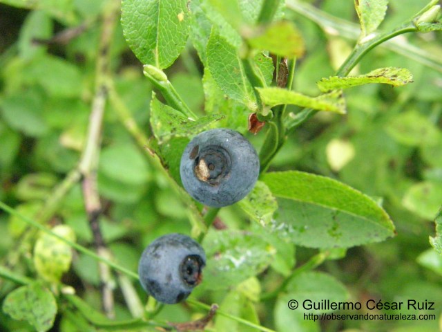 arandanal, Vaccinium myrtillus