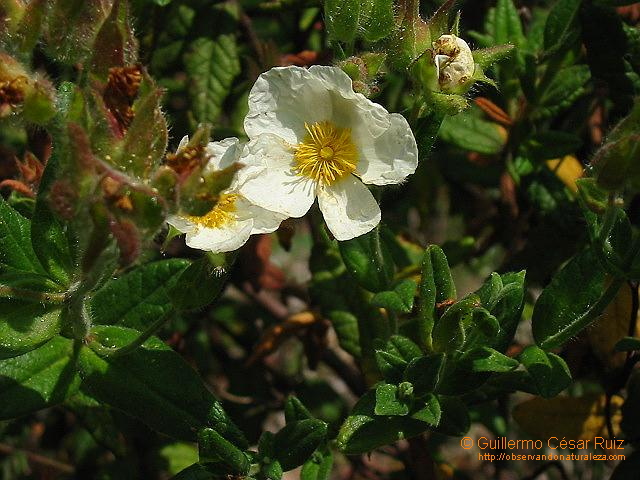 Carpizo, Cistus psilosepalus