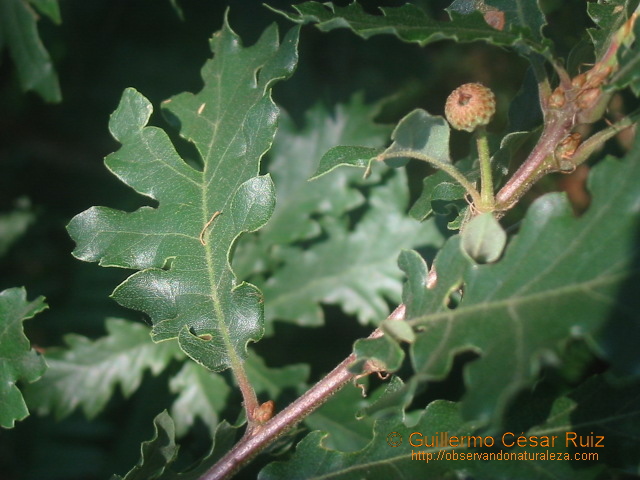 caxigollu con llandes