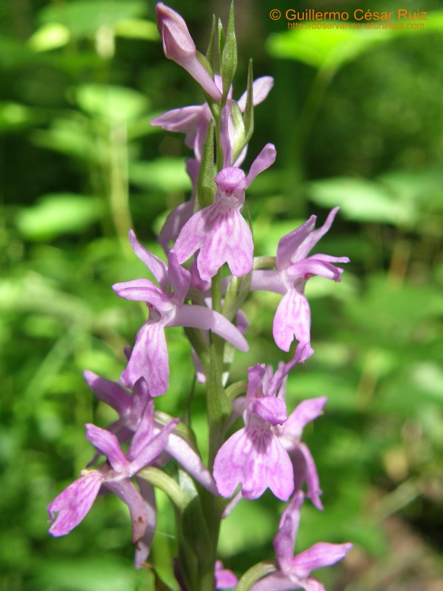 Dactylorhiza elata sesquipedalis