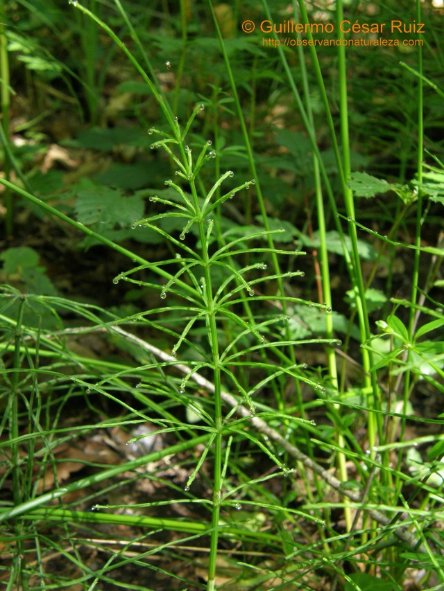 Equisetum palustre