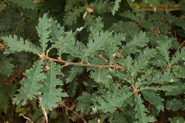 foto 1 Q faginea Caxigollu