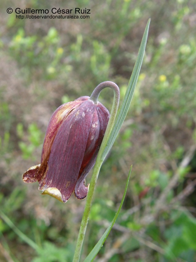 Fritillaria nervosa