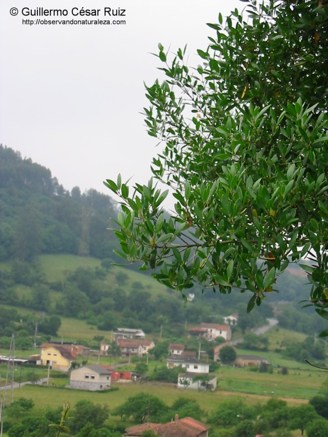 Guerezu, Phyllierea latifolia