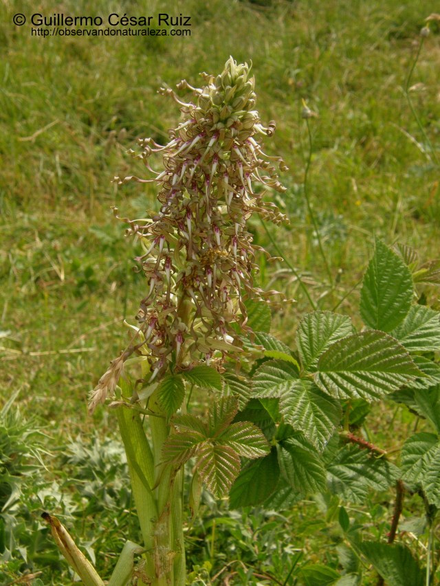 Himantoglossum hircinum