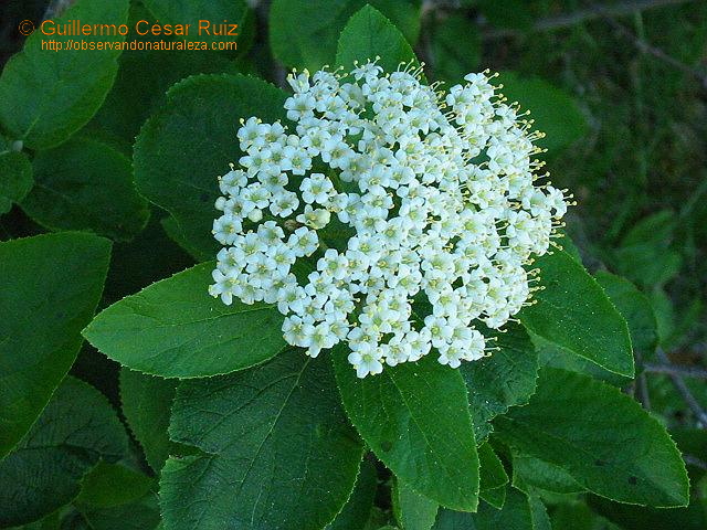 Lloránganu, Viburnum lantana