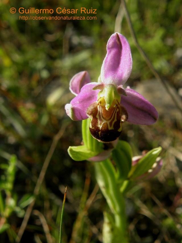 Ophrys apifera