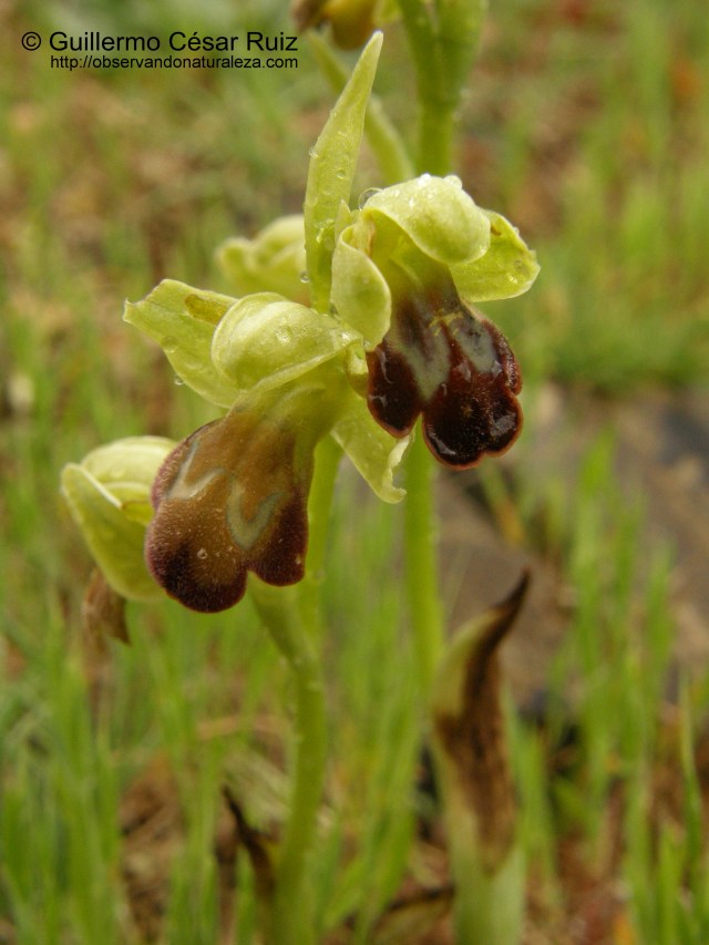 Ophrys fusca