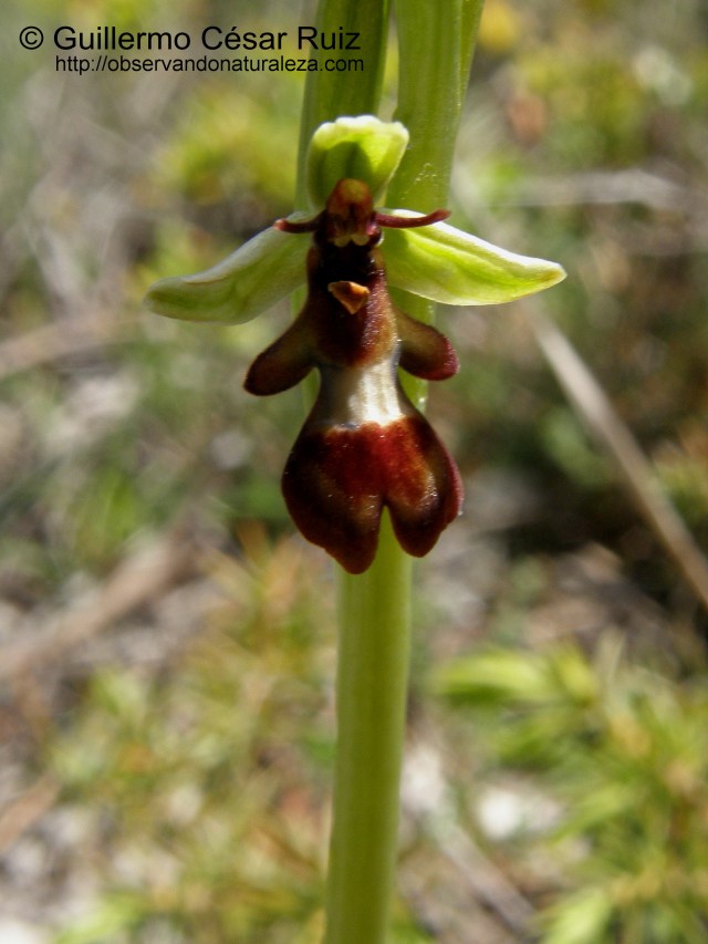 Ophrys insectifera