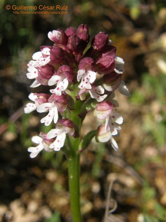 Orchis ustulata