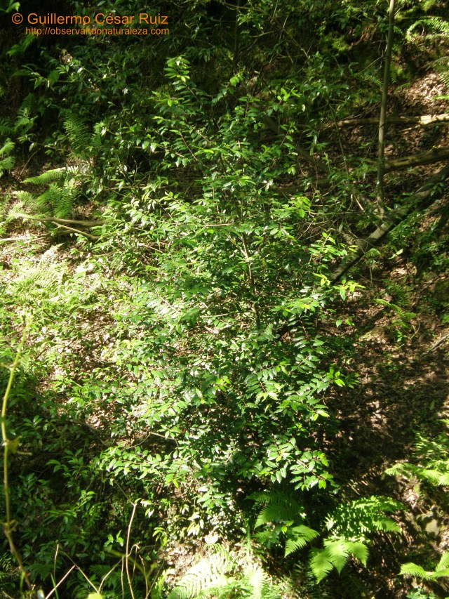 Prunus lusitanica en el Naranco, Oviedo