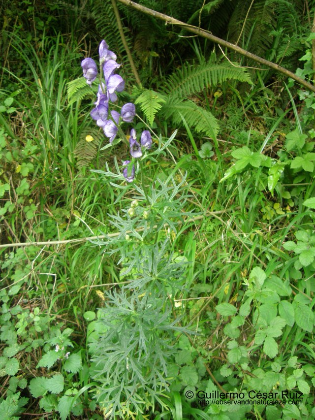 Aconitum napellus subsp. lusitanicum
