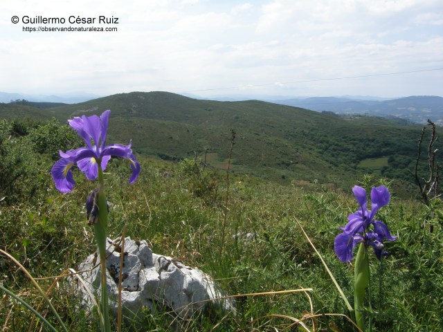serie de vegetación mesotemplada o colina de argomales con enabios (Ulici europaei-Genistetum occidentalis sigmetum) con lliriu azul o coyón de llobu, Xiphion latifolium