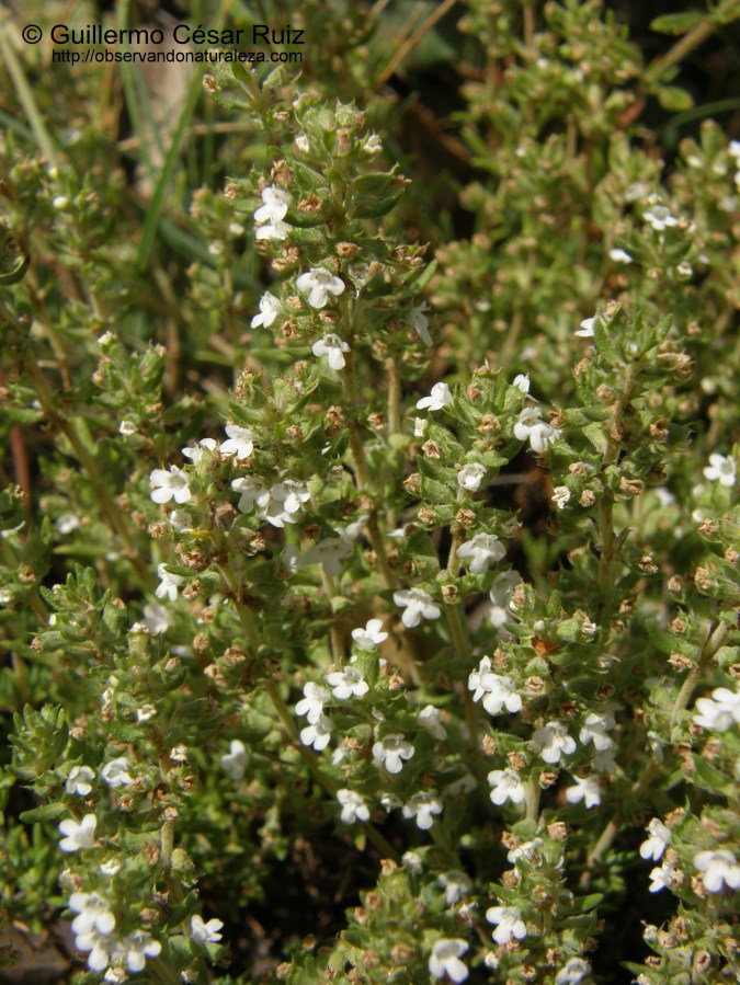 Tomillo salsero o de San Juan, Thymus zygis
