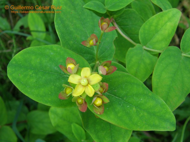 Fueya'l francu (Hypericum androsaemum)