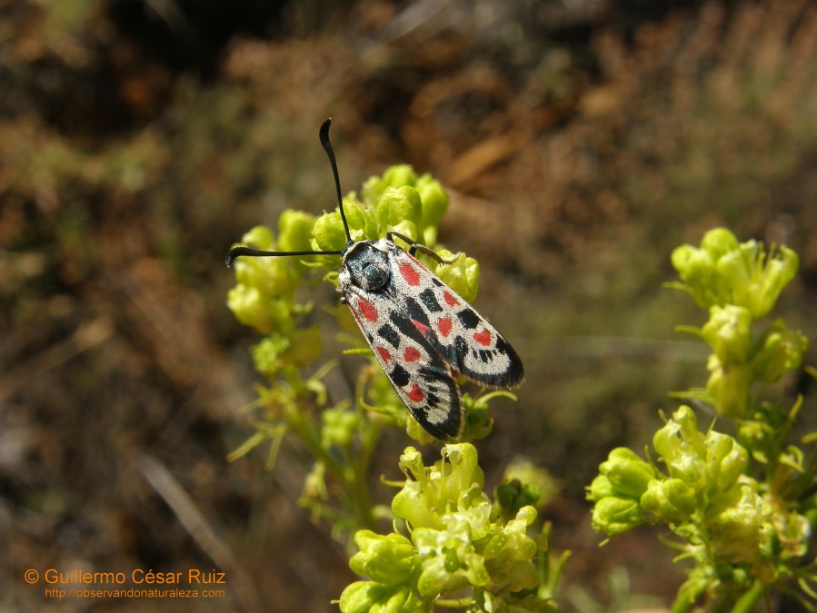 Gitana o papallones, Zygaena occitanica libando flores de la Ruda, Ruta chalapensis