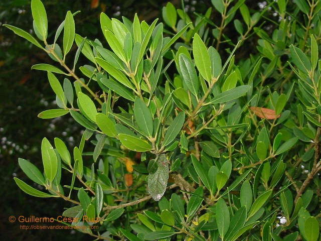 Phyllirea latifolia Fueyes y cañes en Fabarín, Uviéu