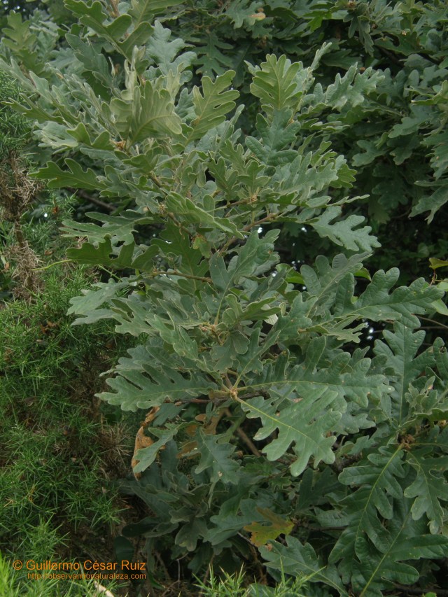 Quercus pyrenaica