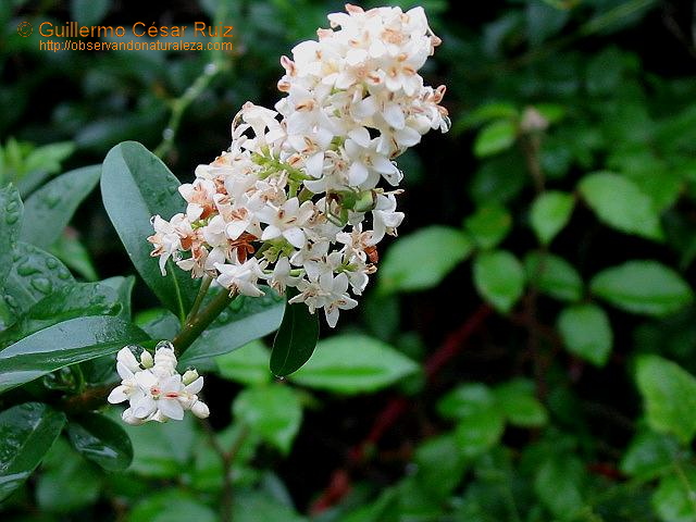 Sanxuanin, Ligustrum vulgare