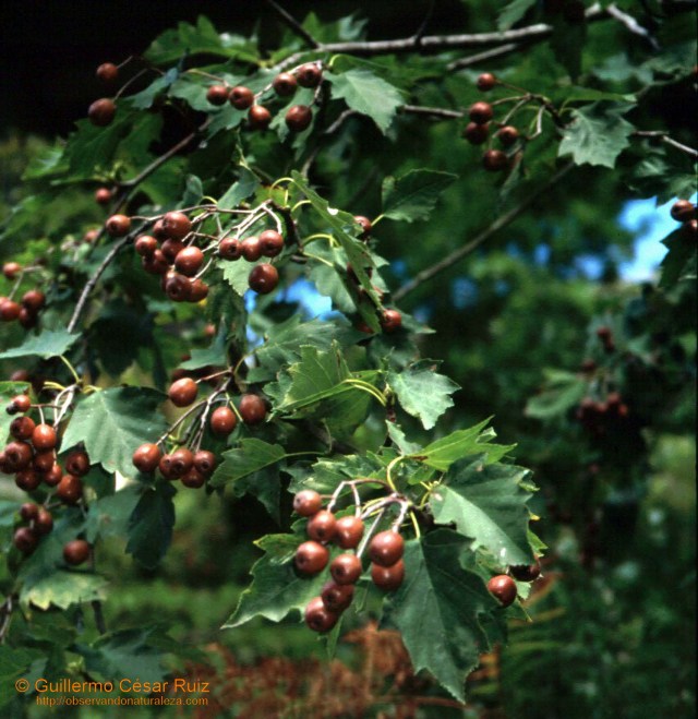 Sorbus torminalis Arceyes y fueyes06042005