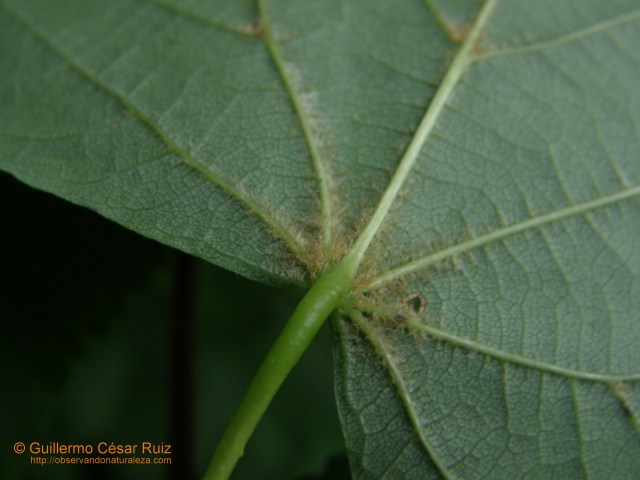 Tilia cordata, pelos envés