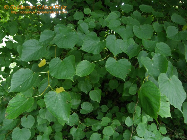 Tilar negral o Teya, Tilia cordata