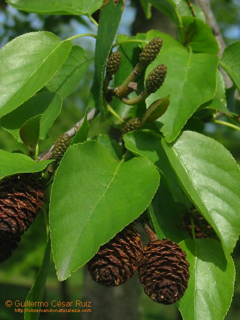 Umeru italiano, Alnus cordata