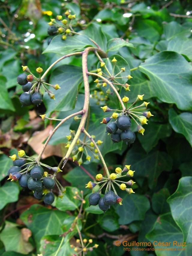 Yedra, Hedera helix