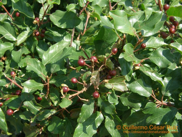 Zangüeñu, Frangula dodonei