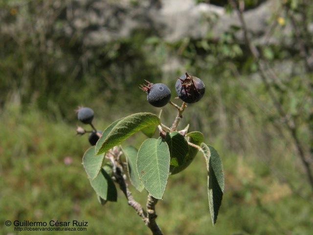 Cornijuelo, amellomo o guillomo (Amelanchier ovalis)