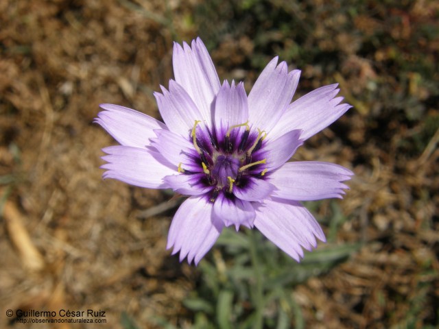 Hierba del amor, Catananche caerulea