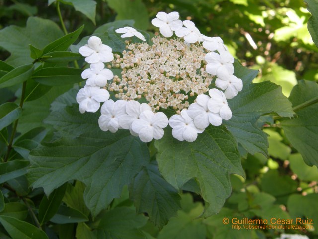 Mundillo o bola de nieve, Viburnum opulus