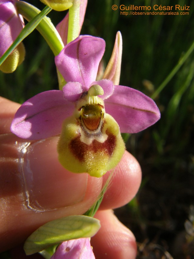 Flor de araña, Ophrys tenthredinifera