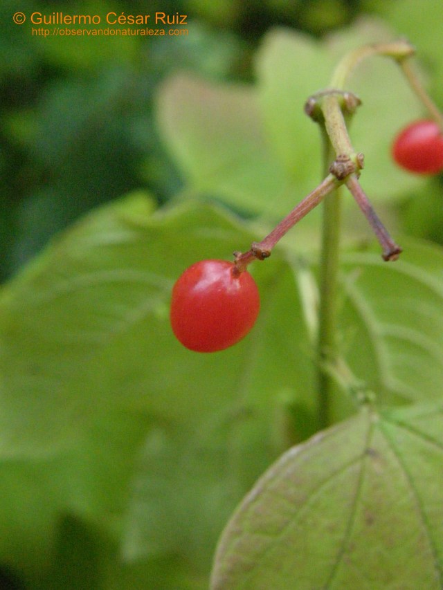 Viburnum opulus, baya