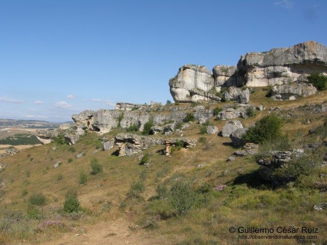 ¿Las Tuerces o el planeta de los simios?