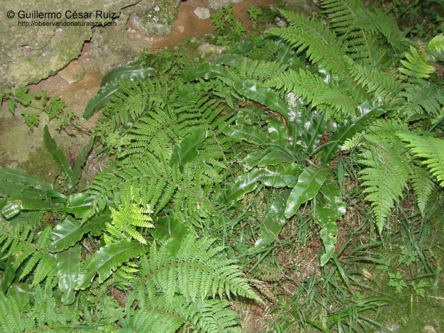 Lengua de ciervo (Asplenium scolopendrium) y helecha (Polystichum setiferum)