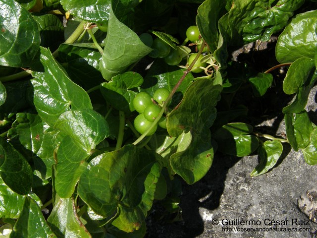Nueza negra (Tamus communis)