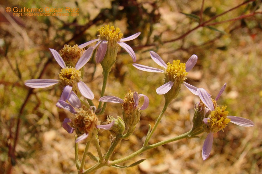 Manzanilla de pastor, Aster aragonensis