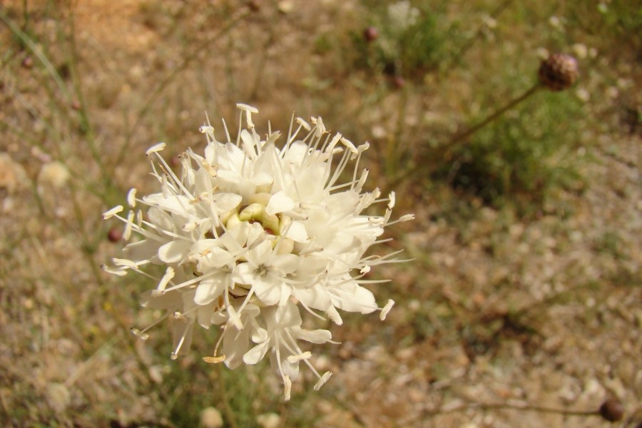 Escabiosilla blanca, Cephalaria leucantha