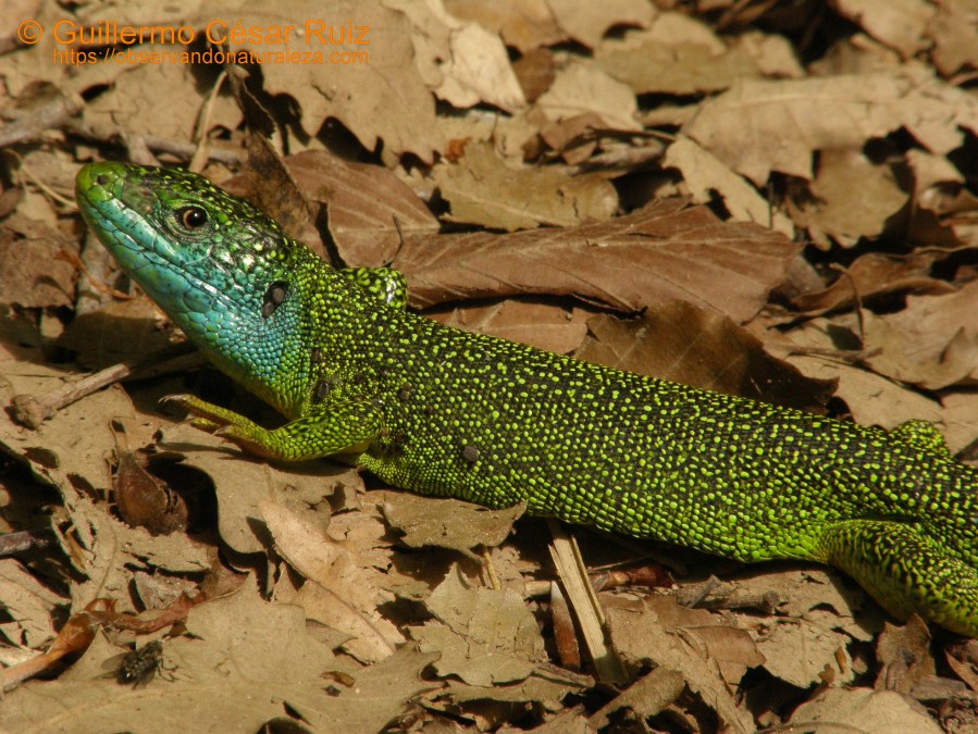 Lagarto verde, Lacerta viridis