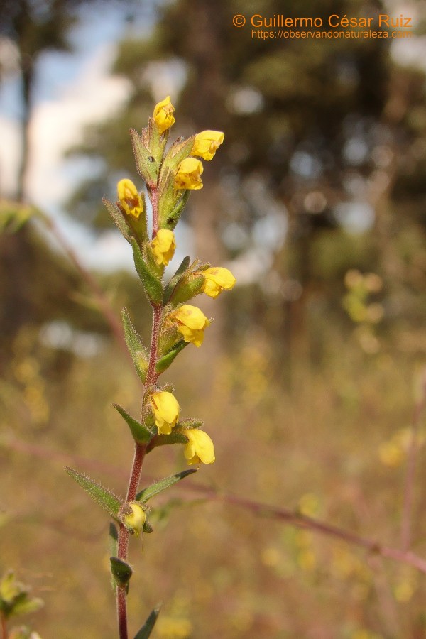 Odontites viscosus subsp. australis