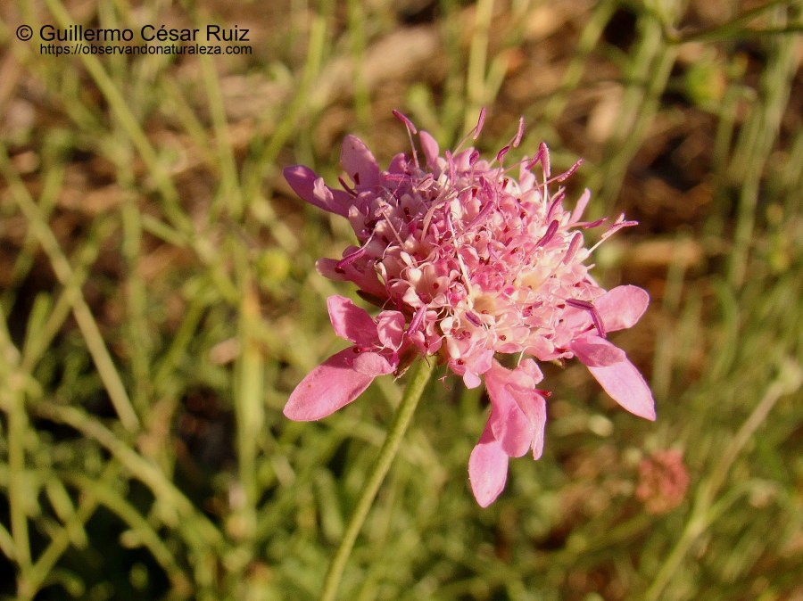 Escabiosilla morisca, Scabiosa atropurpurea