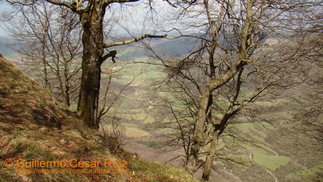 Hayas en el límite de la vida, Monte Santiago, Burgos