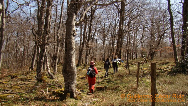 Hayedo Monte Santiago