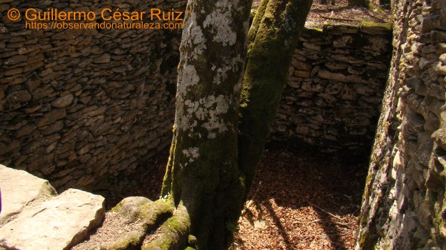 Hoyo viejo, chorco o lobera en Monte Santiago