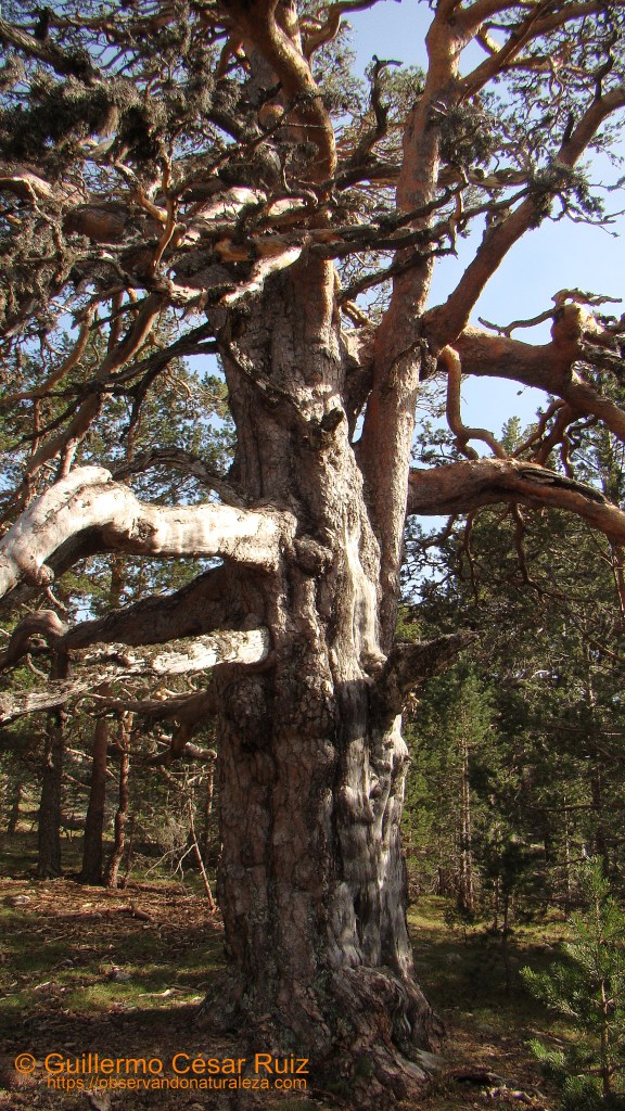 El abuelo, Neila (Burgos)