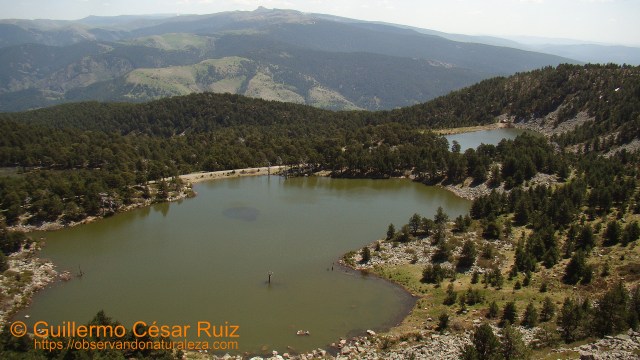 Laguna de los Patos y Laguna Brava, Neila (Burgos)